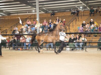 Stallion Presentation