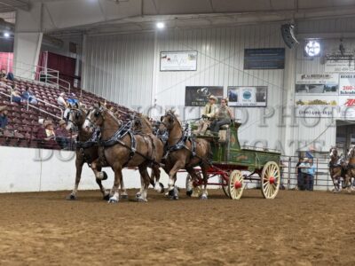 Belgian Four Horse Hitch