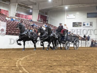 Percheron Unicorn