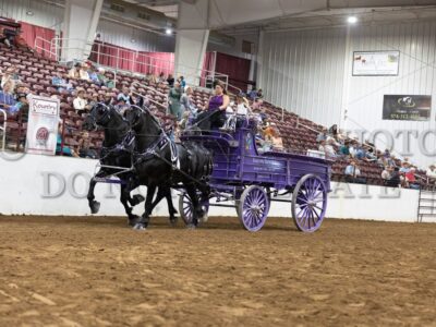 Percheron Team
