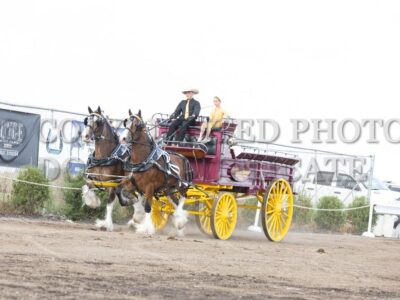 Clydesdale Team