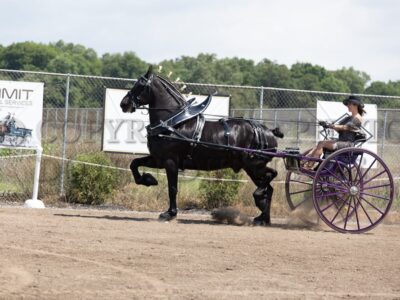 Percheron Ladies Cart