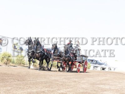 Percheron Four Horse Hitch