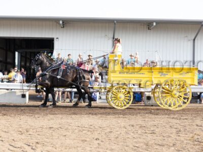 Percheron Team