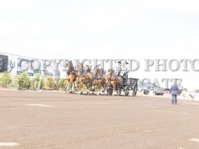 TLA Cup - All Breed Six