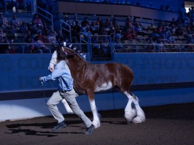 Best Of Breed