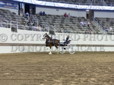 Mare Cart