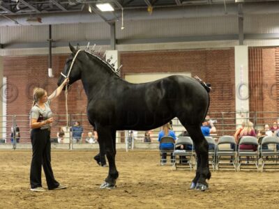 Youth Showmanship