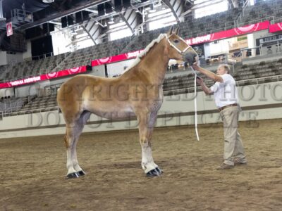 Mares
