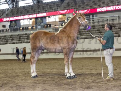Geldings