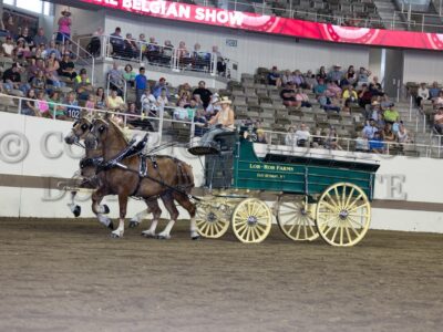 Gelding Team