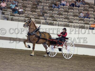 Gelding Cart