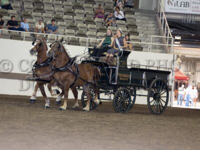 Mare Team