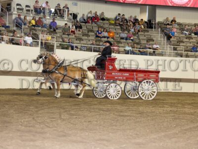Haflinger Mare Team