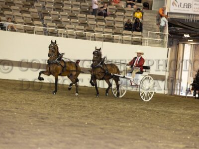 Draft Pony Tandem