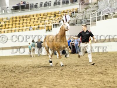 Mares