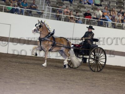 Haflinger Mens Cart