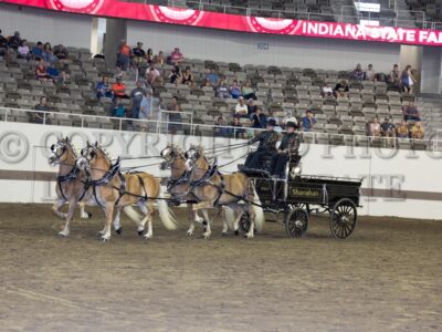 Haflinger Four Horse Hitch