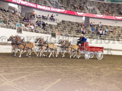 Haflinger & Draft Pony Six Horse Hitch
