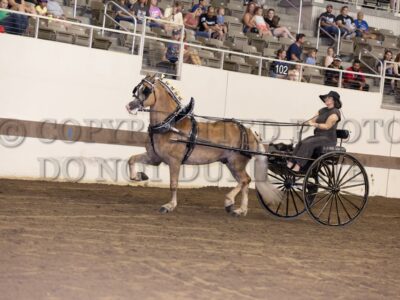 Haflinger & Draft Pony Ladies Cart