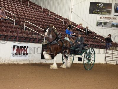 Gelding/Stallion Cart
