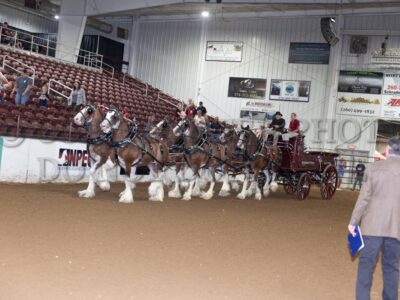 Gelding Six
