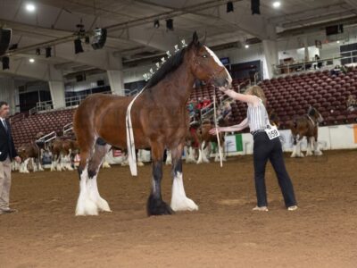 Youth Showmanship