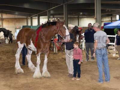 PeeWee/Tiny Tot Showmanship