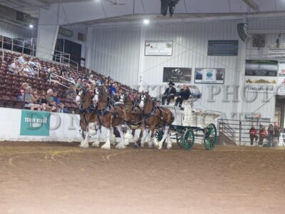 Gelding Four
