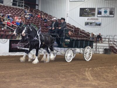Gelding Team