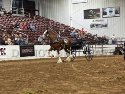 Ladies Gelding/Stallion Cart