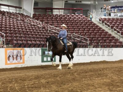 Open Walk Trot