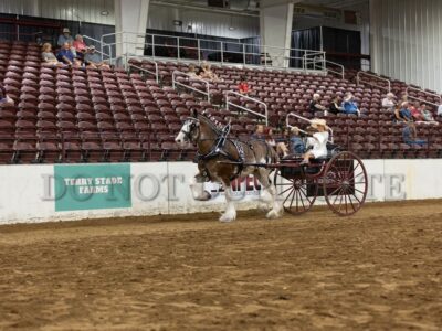 Ladies Mare Cart