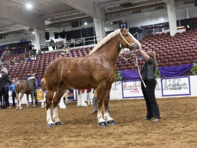 Youth Showmanship