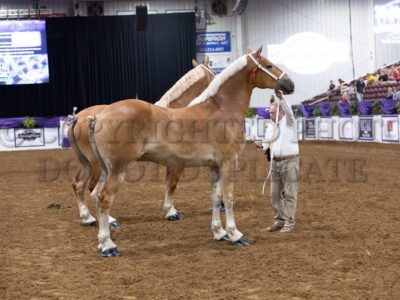 Belgian Best of Breed