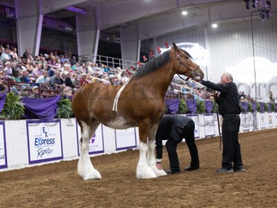 Clydesdale Best of Breed