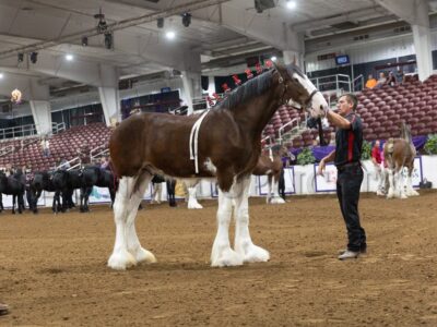 Classic Halter Series Round 2