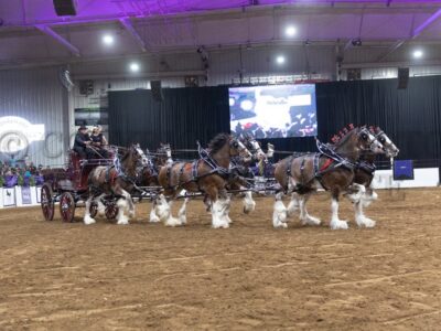 Six Horse Hitch Round 3
