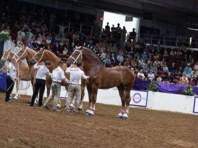 Classic Halter Awards