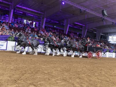 Six Horse Hitch Round 2