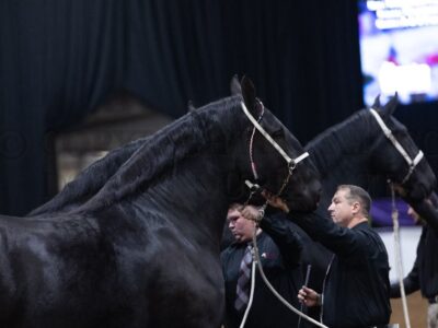 Percheron Best Of Breed