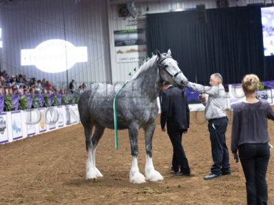Shire Best Of Breed