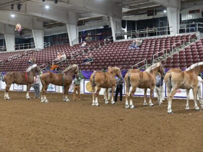 Classic Halter Series Round 3