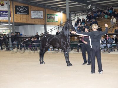 Stallion Presentation