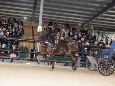 Elite Trotting Mares