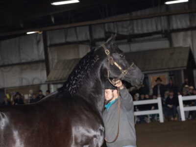 Stallion Presentation
