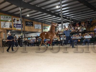 Lot 41-60