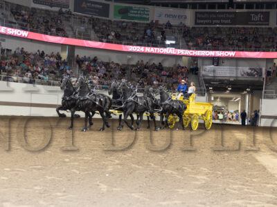Open Six Horse Hitch