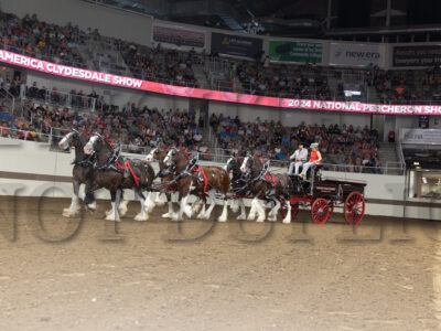 Open Six Horse Hitch
