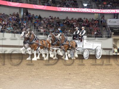 Mare Four Horse Hitch